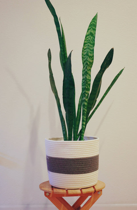 Handmade medium large Cotton Rope Plant container plant pots