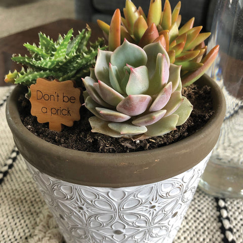 Succulent Kit Workshop