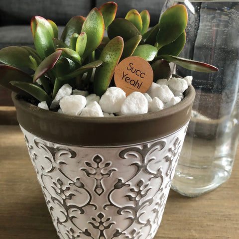 Succulent Kit Workshop