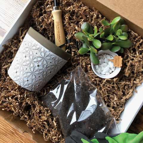 Succulent Kit Workshop