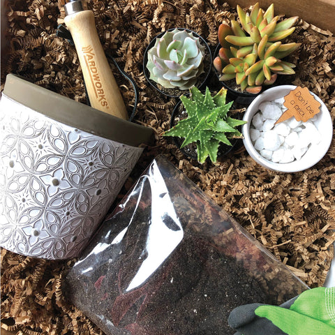 Succulent Kit Workshop